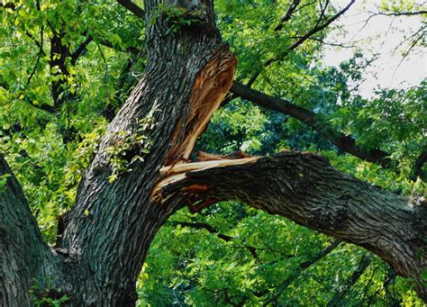 ev grieve ugh  large tree branch falls  tompkins square park