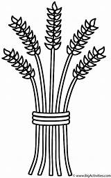 Wheat Sheaf Stalk Sheaves Colorear Botanist Espigas Trigo Clipartmag sketch template