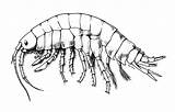 Amphipoda Macroinvertebrates Resources Macroinvertebrate Training Credit sketch template