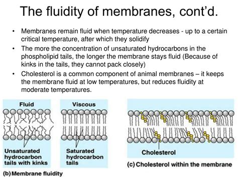 membrane structure  function powerpoint