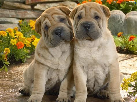 shar pei puppies dogs wallpapers