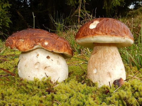 pilzvergleiche steinpilz mit doppelgaengern awlch