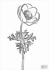 Anemone Coloringbay Protea sketch template