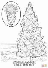 Tree Coloring Oregon Pages State Drawing Evergreen Fir Printable Kids Colouring Spruce Color Georgia Trees Symbols Book Supercoloring Getdrawings Christmas sketch template