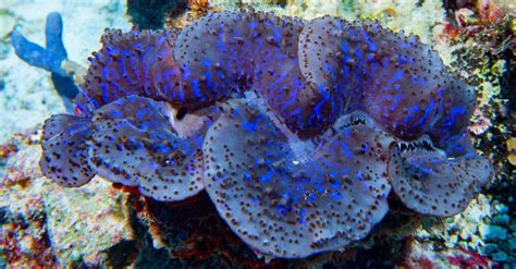 giant clam animal facts tridacna gigas   animals