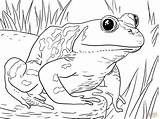 Coloring Pages Animals Zoo Frog Printable Kids Bullfrog Tadpole Animal Frogs Adult American Sheets Print Book Drawing Drawings Froggy Template sketch template