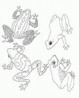 Coloring Pages Frogs Frog Mural Tree Brett Jan Umbrella Animal Clipart Printable Color Rainforest Sheets Animals Salamander Janbrett Activities Library sketch template