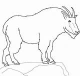 Goat Montagne Ziege Coloriage Goats Ausmalbilder Nevi Capra Dessin Ausmalbild Pygmy Colorier Printmania sketch template