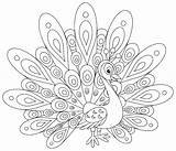 Coloring Peacocks Pages Kids Color Simple Printable Print Adult Children Justcolor sketch template