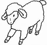 Lamb Coloring Getdrawings sketch template