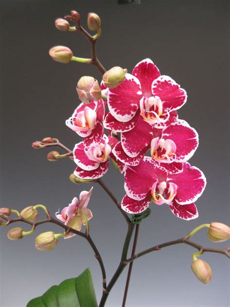 orchidaceous orchid blog august