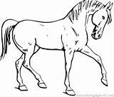 Horse Coloring Pinto Pages Getcolorings Color sketch template