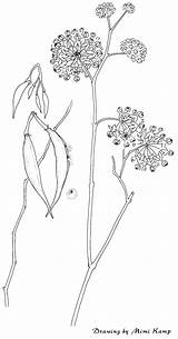 Milkweed Mimi Gif Plant Albicans Asclepias Drawing Kamp Desert 2300 50k 1202 Swsbm sketch template