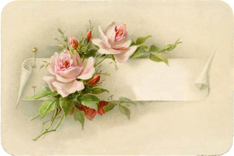 exceptionally beautiful vintage roses  pin image  graphics fairy