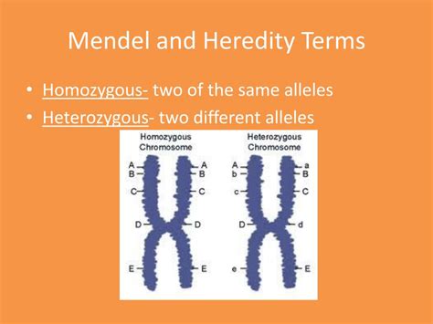 Ppt Mendel And Heredity Powerpoint Presentation Free Download Id