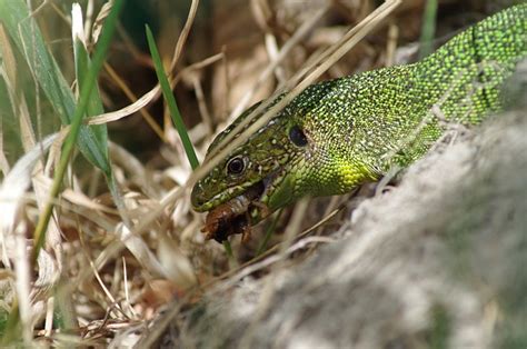 lizard reptile animal  photo  pixabay pixabay