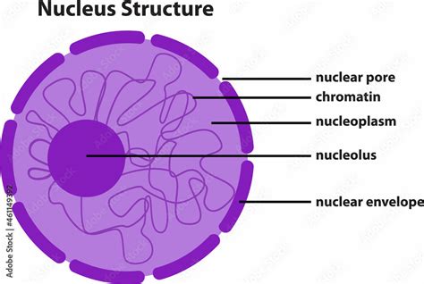 diagram  nucleus structure stock vector adobe stock