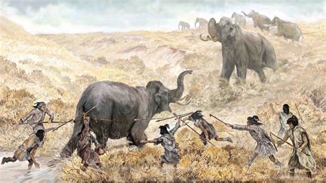 humans hunted mastodon  florida   years