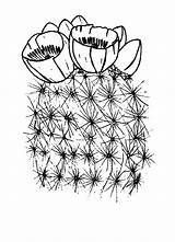 Cactus Coloring Flower Pages Blooming Saguaro Blossom Template Color sketch template