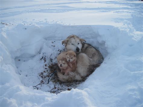 alaskan malamute   puppies   snow photo  wallpaper