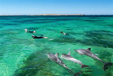 swim  dolphins  mauritius prestige holidays mauritius