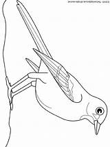 Mockingbird Coloring Drawing Getdrawings Pages Getcolorings sketch template