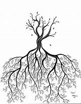 Roots Tree Drawing Root Getdrawings Drawings Deviantart sketch template