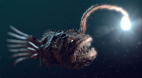 anglerfish light finding nemo deep sea creatures deep sea animals weird creatures