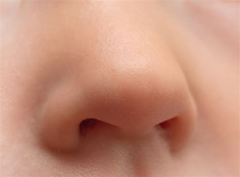 nose facts function diseases  science