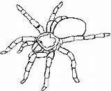 Spider Coloring Pages Template Tarantula Printable Templates Colouring Color Animal Halloween Trapdoor Kids Getcolorings Drawing Spiderman Craft Print sketch template