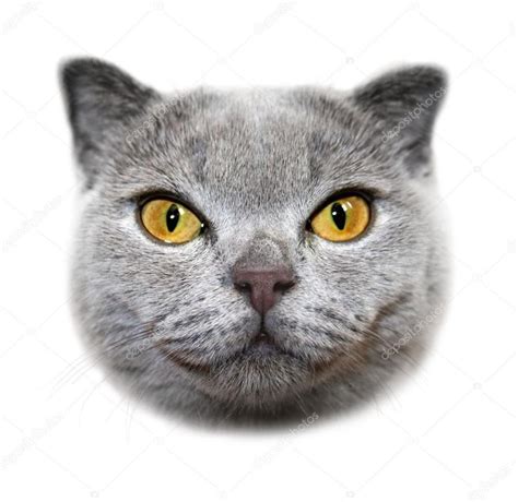 image result  cat heads scottish fold cat scottish fold cats