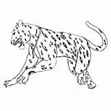 Jaguar Coloring Pages Drawing Printable American Simple Getdrawings sketch template