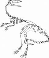 Dinosaur Coloring Skeleton Pages Fossil Drawing Velociraptor Brachiosaurus Printable Fossils Sketch Raptor Skull Pattern Scary Wip Tuesday Getdrawings Getcolorings Trace sketch template