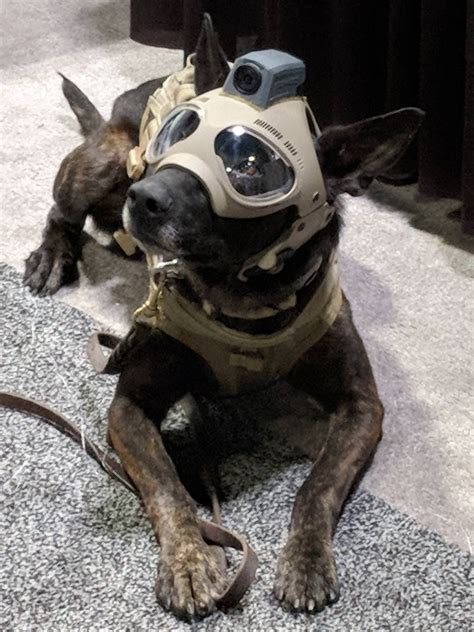 dog wearing  diving mask  goggles   head sitting   floor