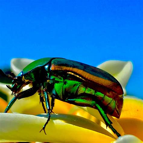 green june bug cotinis nitida  thriftyfun