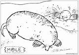 Mole Moles Kleurplaten Dieren sketch template