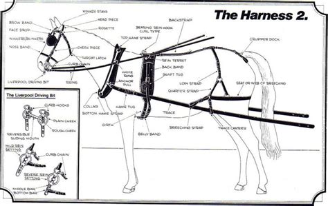 horse harness parts diagram yahoo rezultaty poiska kartinok horse harness carriage driving