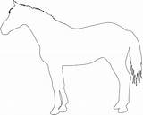 Horse Silhouette Outline Silhouettes Coloring Pages Vector sketch template