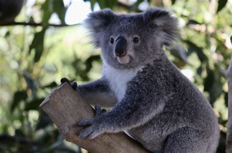 koalas   extinct  australias  south wales