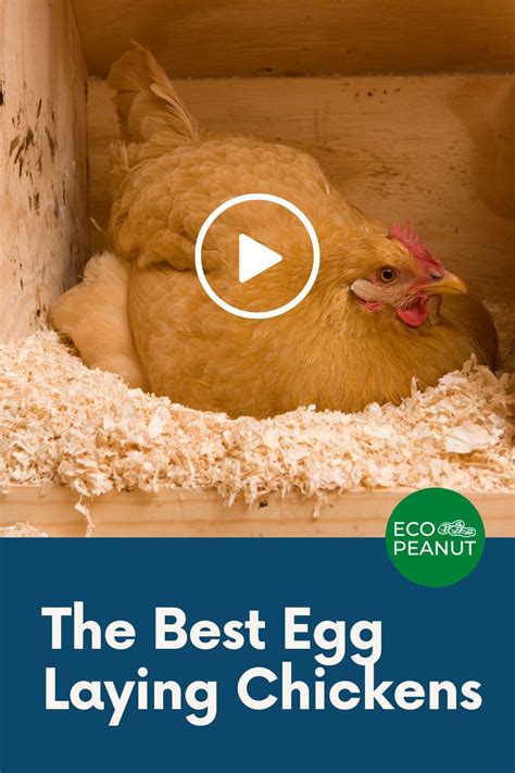 10 Best Egg Laying Chickens [up To 300 Eggs Yearly] Egg Laying