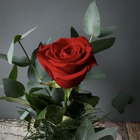 single red rose vase  ammi flowers