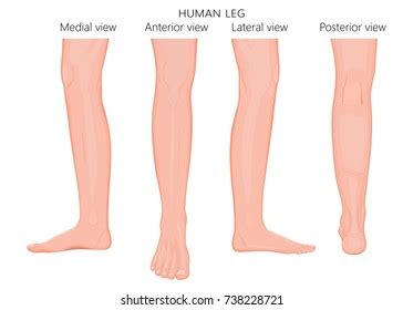legs images stock  vectors shutterstock
