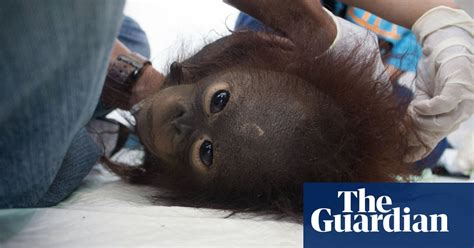 uk charity helps rescue two orangutans in borneo from illegal sale