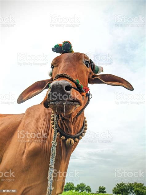 indian bull  farm  sky  background  farm stock photo  image
