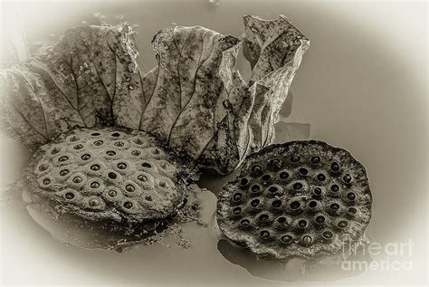 Floating Lotus Seed Pods 2 Photograph By Mary Carol Story Fine Art