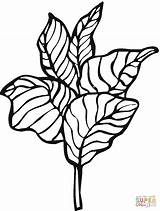 Lettuce Coloring Pages sketch template