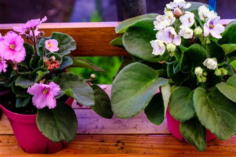 How To Grow African Violets Garden Eco