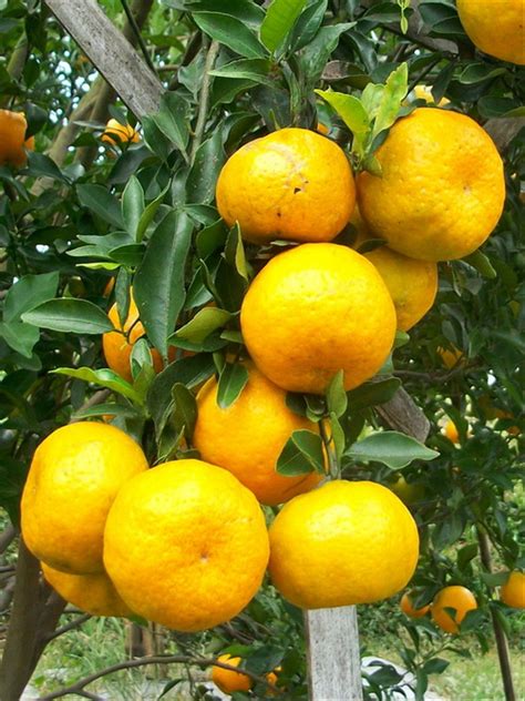 jual tanaman jeruk keprok batu   lapak bibit eksotic bibitunik