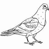 Pigeon Pages Coloring Animals Colouring Printable Preschool Pigeons sketch template