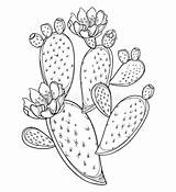 Cactus Prickly Opuntia Branch Barbarie Spiny Vecteur Isolated Espinoso Ensemble Figuier Vectorial Higuera Rama Tallo Aislados Fruta Pera Espinosa Générale sketch template